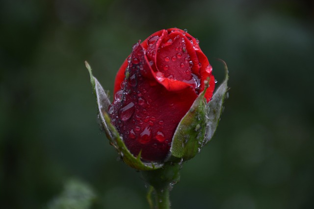 Roser, Natur, Blomster, Grøn, Rose, Rød