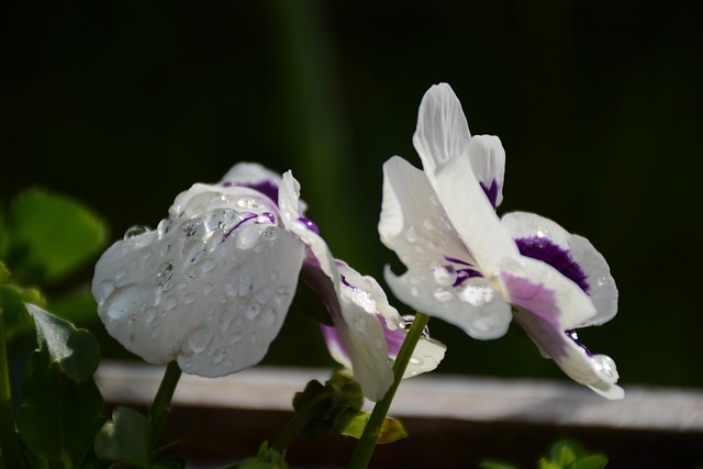 Stedmoderblomst, Forår, Hvid, Dråber
