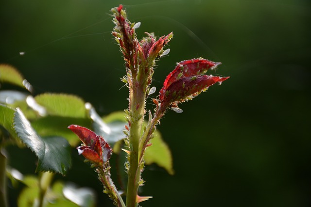 Roser, Rosenknopper, Blomster, Natur