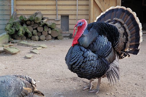 Truthahn, Vogel, Geflügel