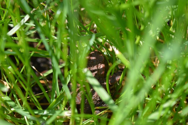 Free Frog Animal photo and picture