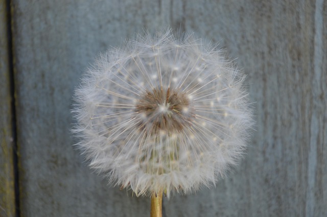 Free Nature Summer photo and picture