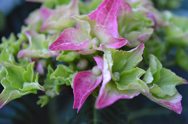 Free Pink Green photo and picture