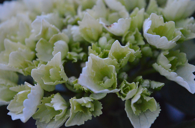 Free White Flower photo and picture