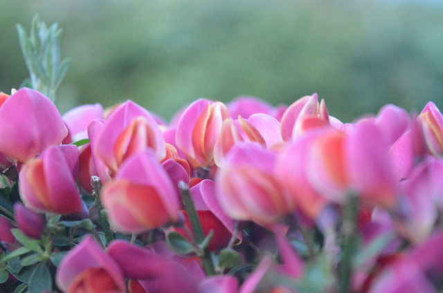 Free Pink Purple photo and picture