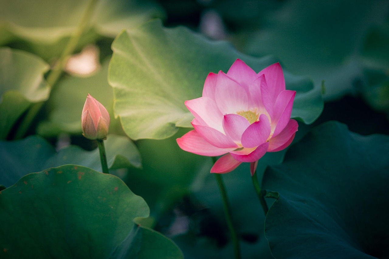 荷花 水生植物 自然 - Pixabay上的免费照片 - Pixabay