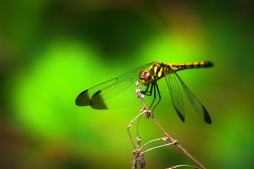 Inseto, Libélula, Entomologia, Espécies