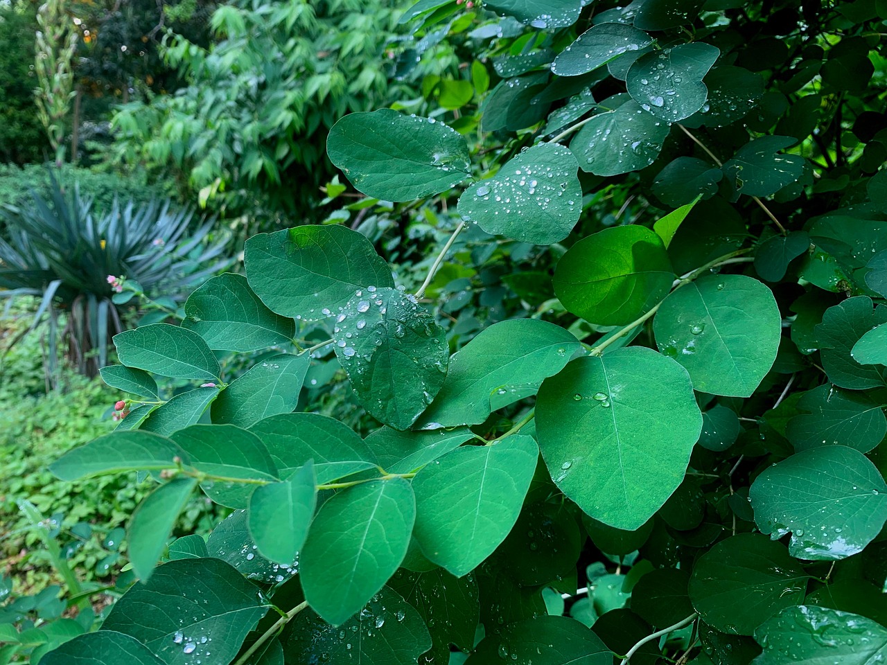 Leaves Drop Water - Free photo on Pixabay