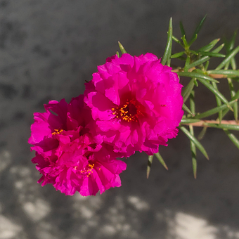 Free Flower Nature photo and picture