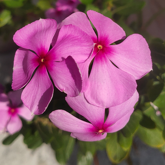 Free Flower Nature photo and picture