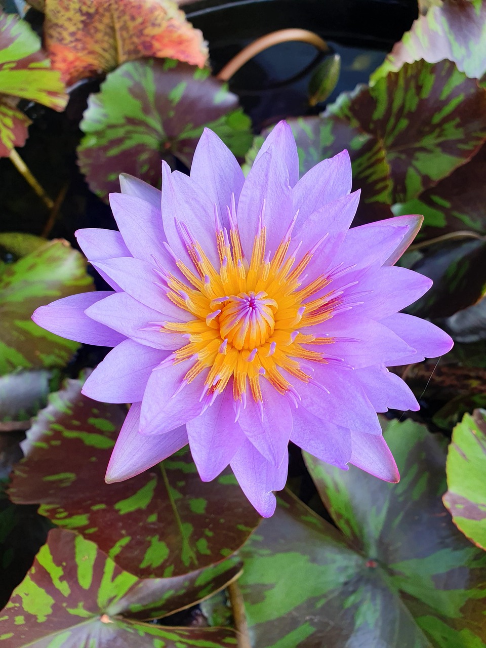 Lotus Aquatic Plants Photo Free photo on Pixabay Pixabay