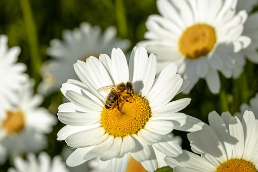 Free Flowers Flower Background photo and picture