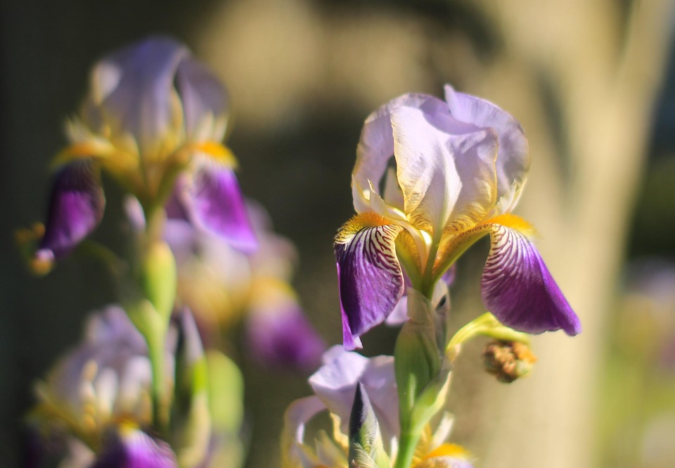 Fleur Iris Lis Photo gratuite sur Pixabay Pixabay