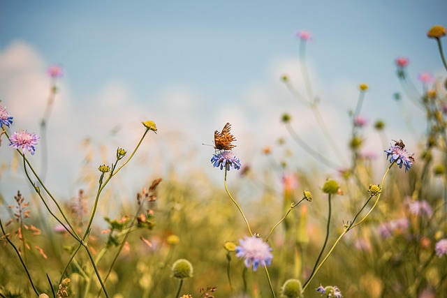 Sommerfugl, Bi, Smukke Blomster
