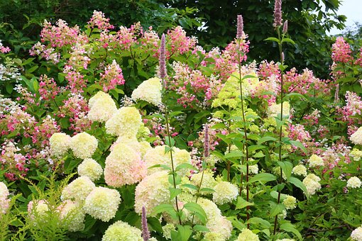 Free Hydrangea Flower photo and picture