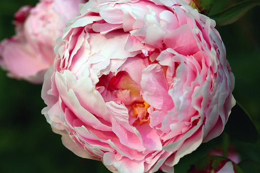 Free Flower Flower Background photo and picture