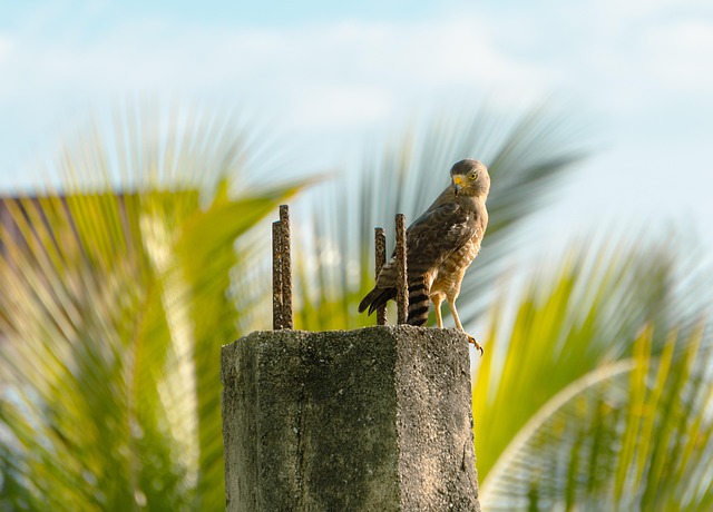 Free Bird Falcon photo and picture