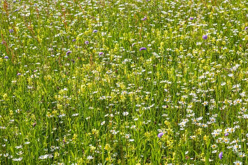 Free Flowers Flower Meadow photo and picture