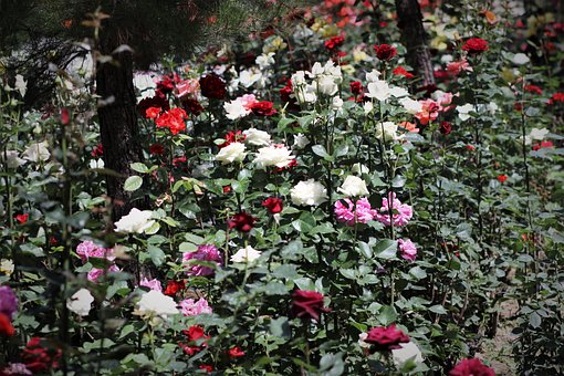 Blomster, Kronblad, Busk, Stauder