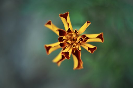 Blomst, Kronblad, Flerårig, Blomstre
