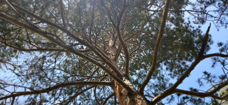 Baum, Natur, Wald, Kiefer, Immergrün