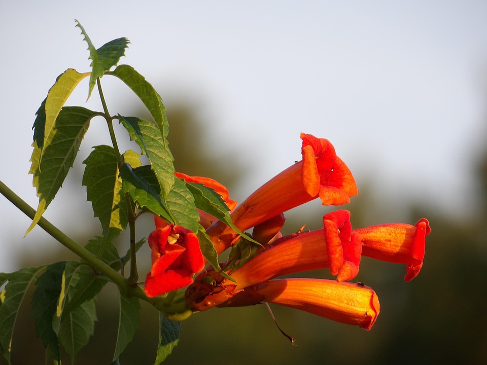 Trumpet Vine Flower Plant Free photo on Pixabay Pixabay