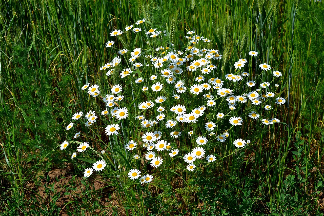 Fleurs Sur Le Terrain Botanique Photo Gratuite Sur Pixabay Pixabay Fleurs Sur Le Terrain Botanique Photo Gratuite Sur Pixabay Pixabay