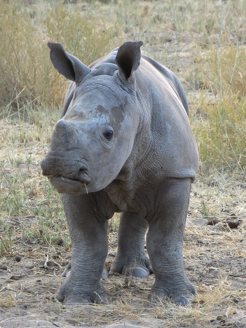 Neushoorn, Baby, Dier, Namibië