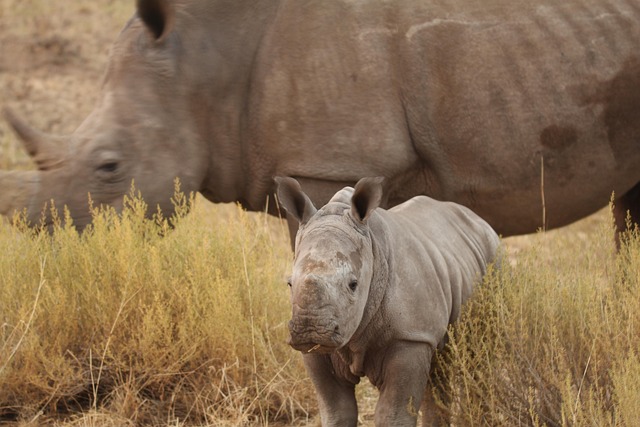 Neushoorns, Neushoorn, Moeder