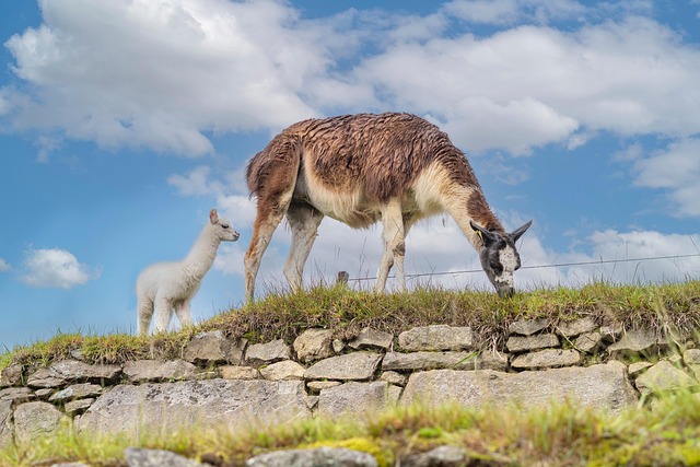 Alpaca'S, Zoogdieren, Rotsen, Gras, Jong