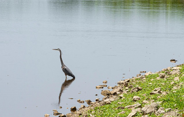 Free Crane Nature photo and picture