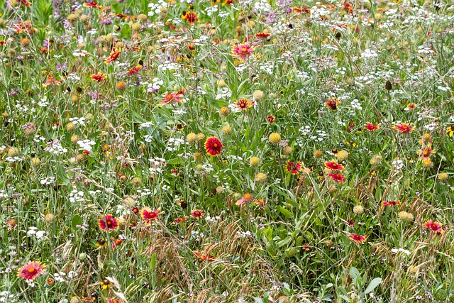 Free Wildlife Wildflowers photo and picture