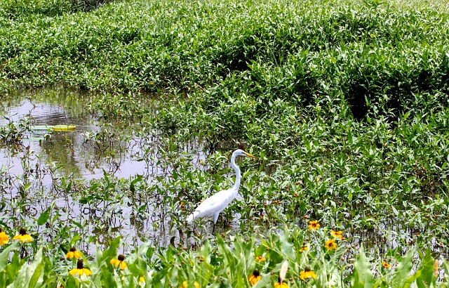 Free Bird Nature photo and picture