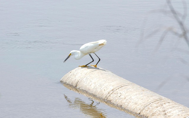 Free Crane Bird photo and picture
