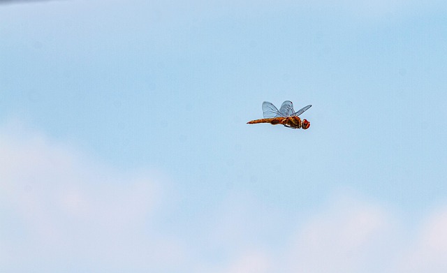 Free Insect Dragonfly photo and picture