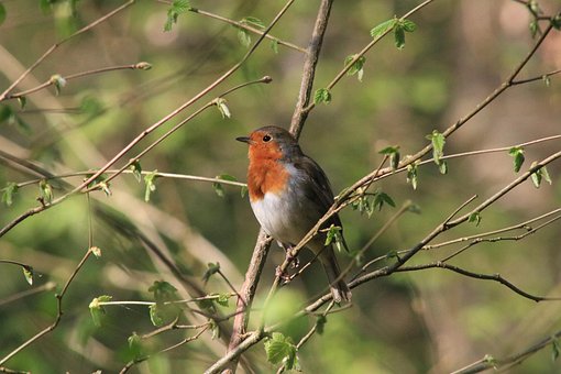Free Robin Bird photo and picture