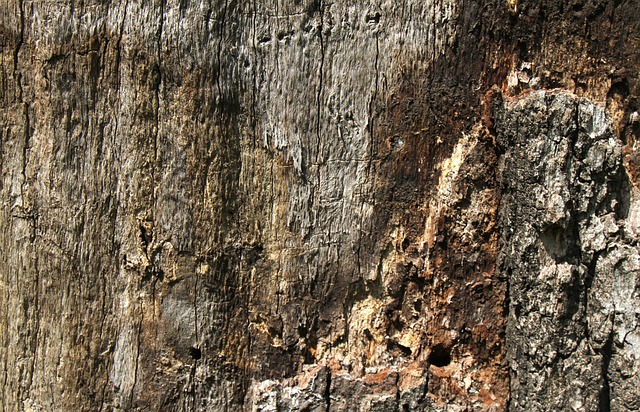Free Texture Wood photo and picture