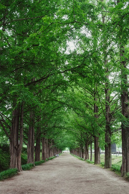 Free Forest Trees photo and picture