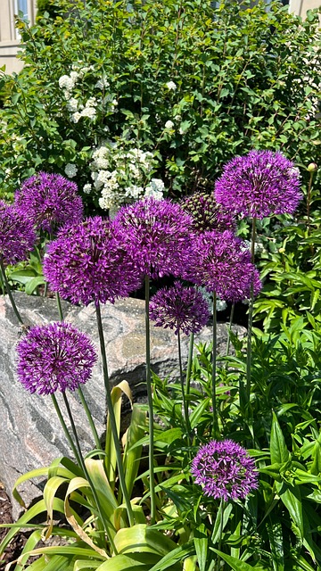 Gartenblumen, Garten, Blumen, Frühling