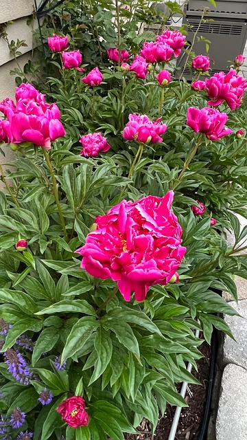 Pfingstrose, Blumen, Blüte, Natur, Rosa