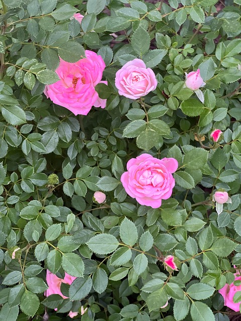 Rose, Kletterrose, Rosenstrauch, Blüte