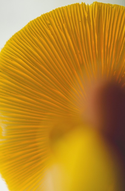 Champignon, Svampe, Svamp, Farvepalette