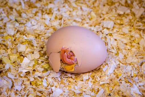 Free Egg Chicken photo and picture