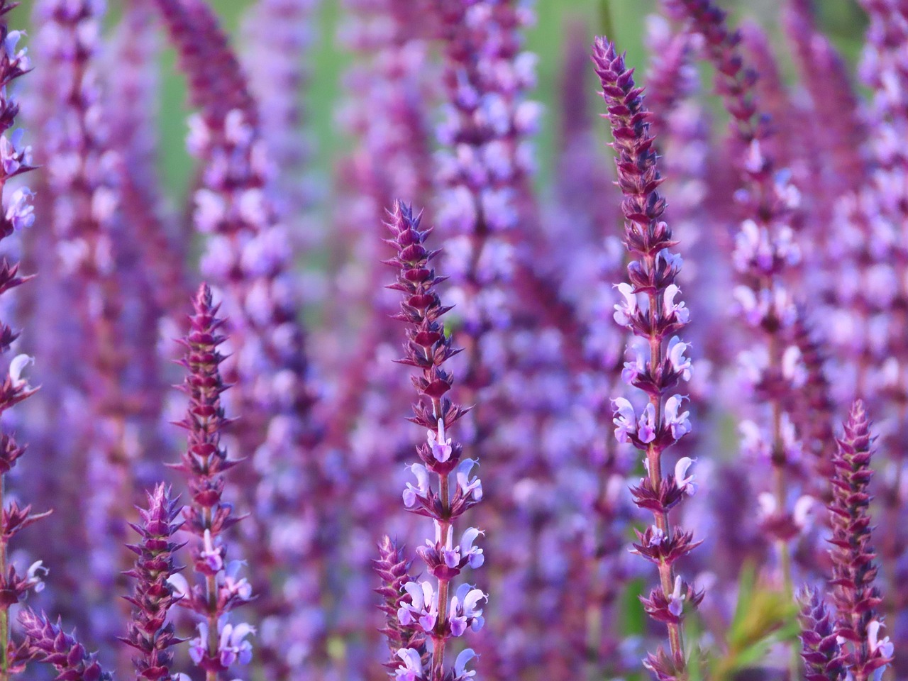 庭のセージ 花 バイオレット Pixabayの無料写真 Pixabay