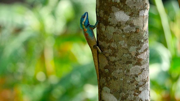 Free Lizard On Tree Trunk Blue Head Lizard photo and picture