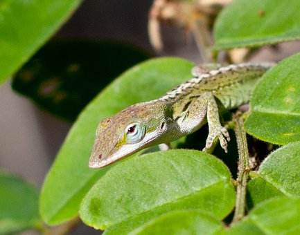Anolis, Eidechse, Reptil, Tier, Natur