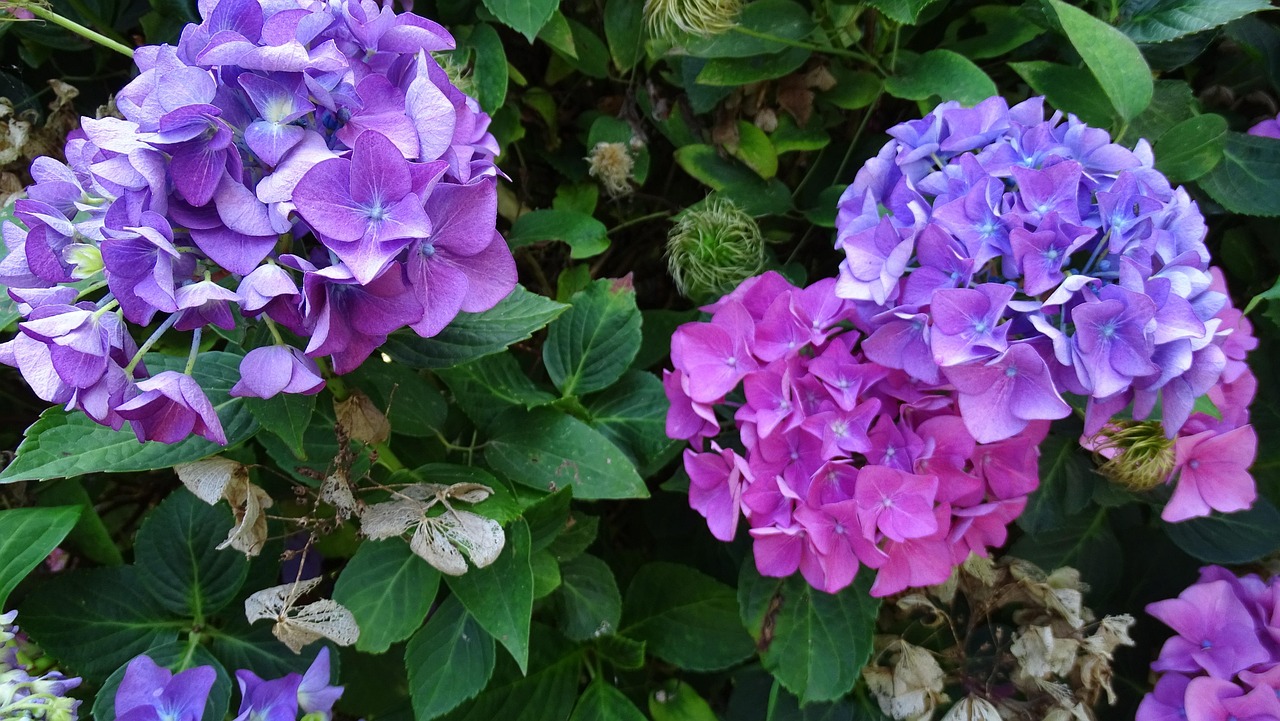 Hydrangea Flower Flora Free photo on Pixabay Pixabay