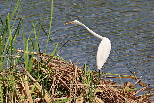 Vogels, Zilverreiger, Reiger, Dieren