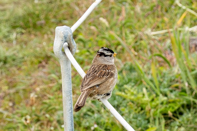 Free Bird Pole photo and picture