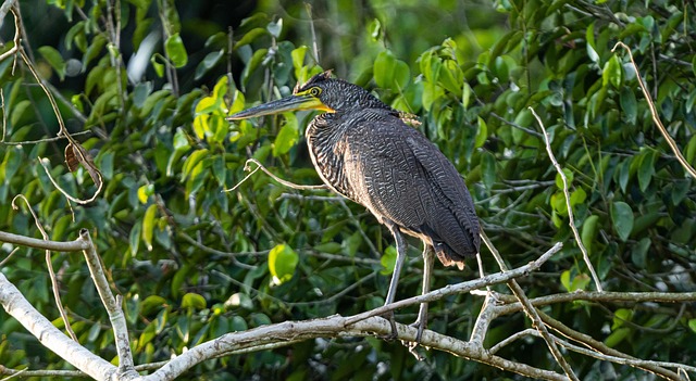 Free Animal Trees photo and picture